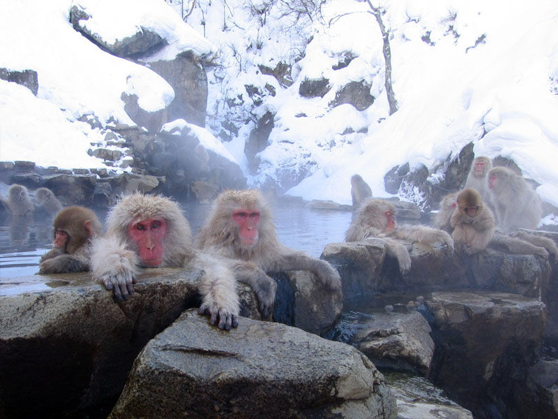 Japanese macaques in a stone-edged hot spring surrounded by snow at Jigokudani, photographed in February 2005
